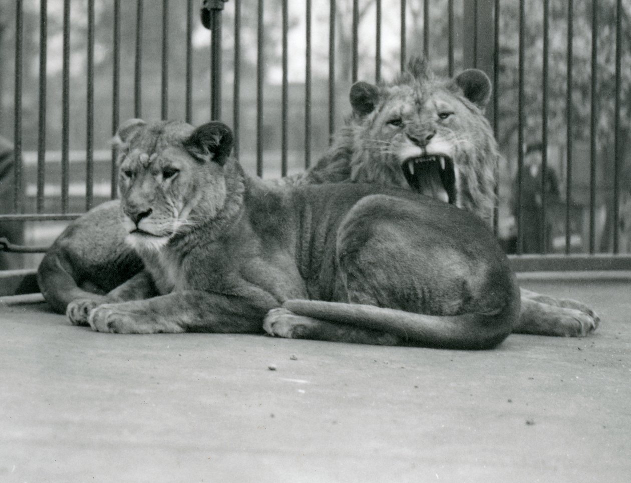 Ett par lejon, Abdullah och Fatima, London Zoo, maj 1923 (bw-foto) av Frederick William Bond