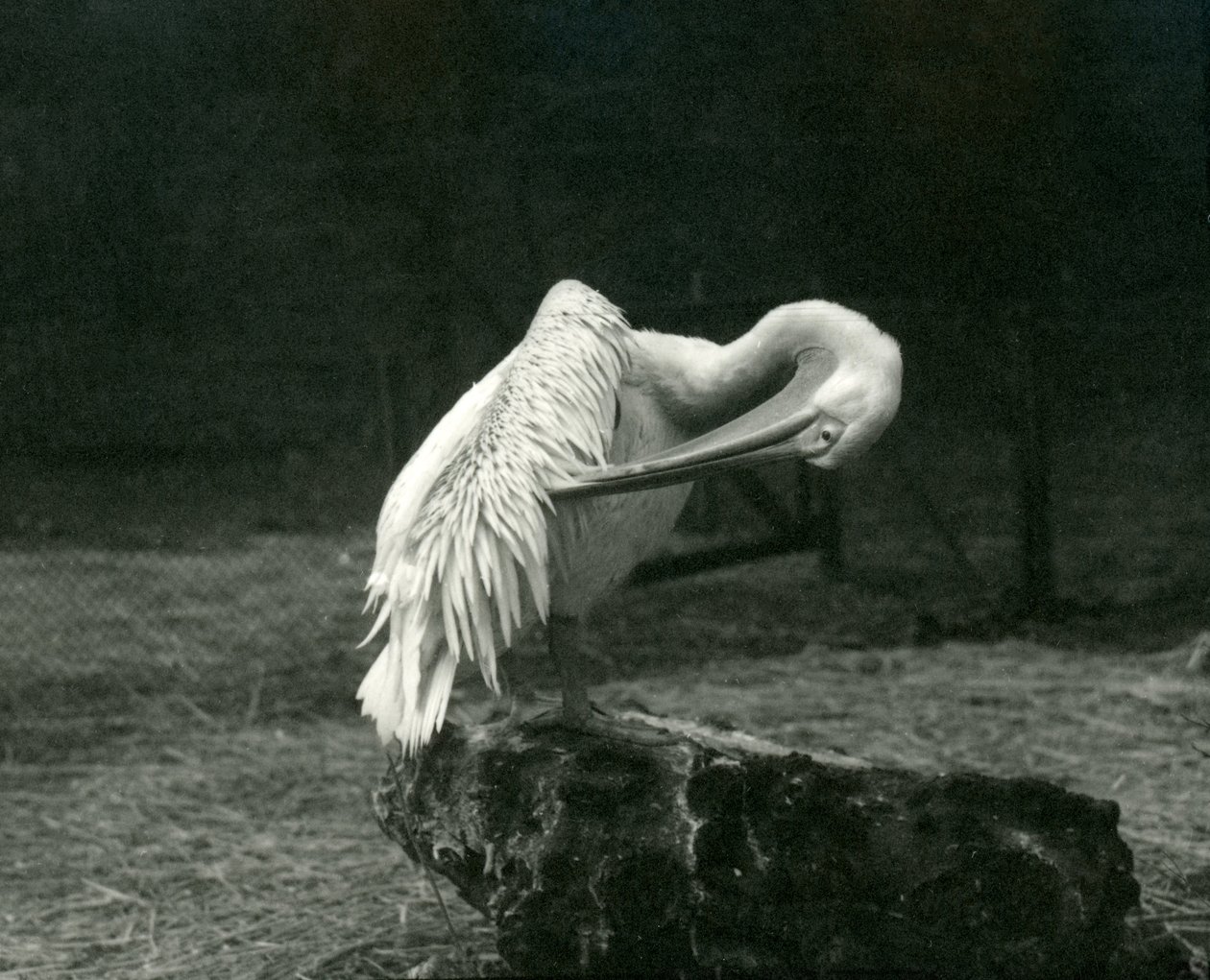 En pelikan som putsar sina vingar i London Zoo, juni 1922. av Frederick William Bond