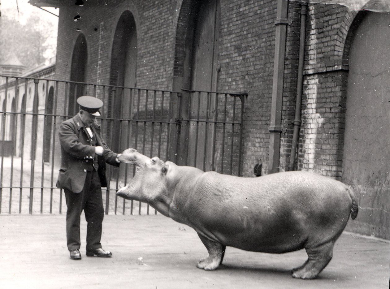 Ett fotografi av Ernie Bowman och Bobbie på London Zoo, 1923 av Frederick William Bond
