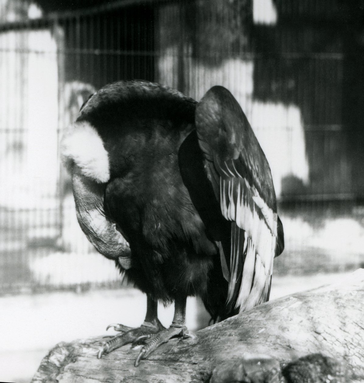 En sovande andinsk kondor på London Zoo, 1923 (svartvitt foto) av Frederick William Bond