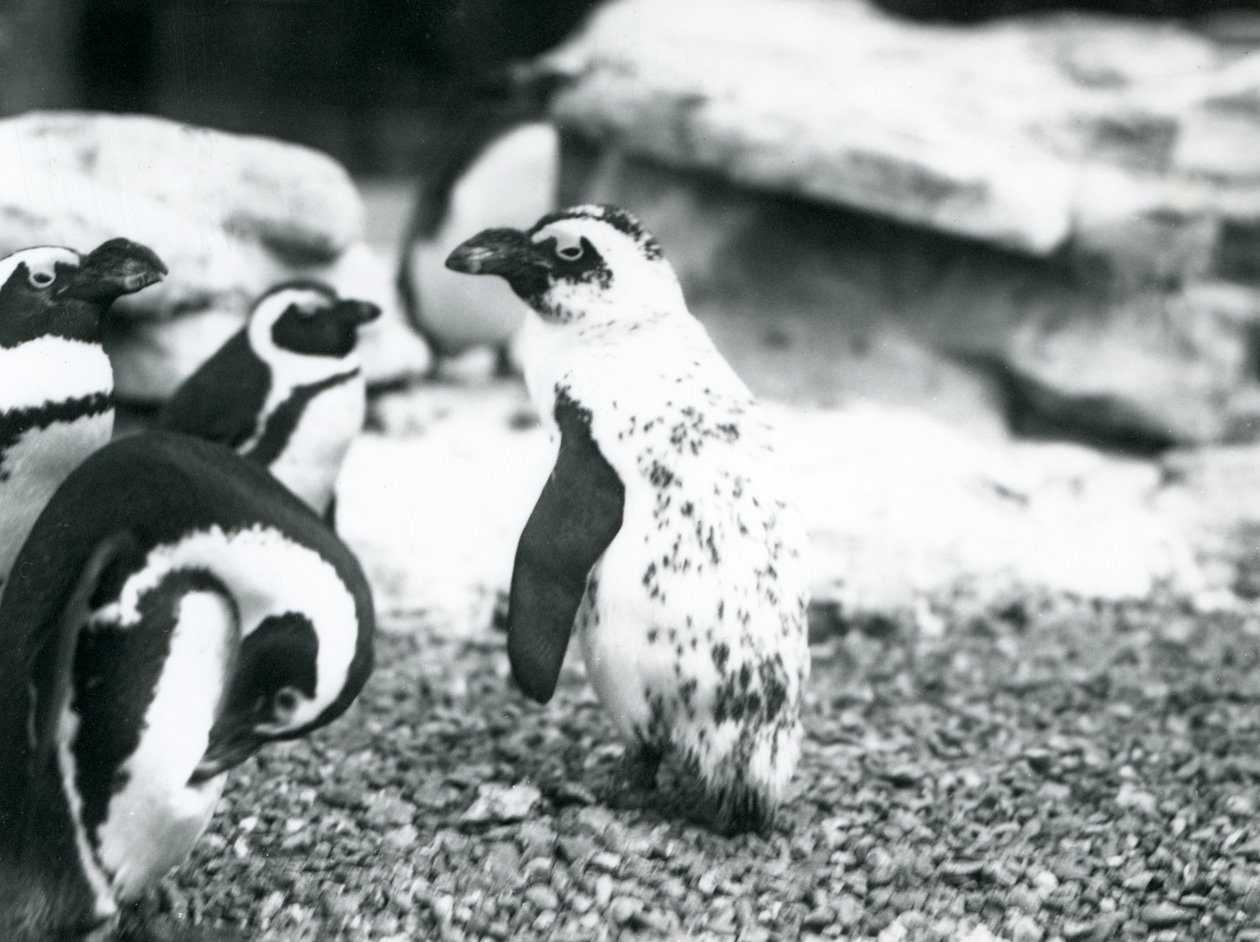 En liten grupp svartfotspingviner, varav en med avvikande teckningar, i London Zoo, maj 1914. av Frederick William Bond
