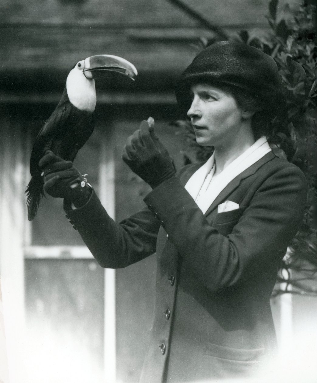 En vitstrupig tukan matas av en dam medan hon sitter på sin handskförsedda hand, London Zoo, 1923 (bw foto) av Frederick William Bond