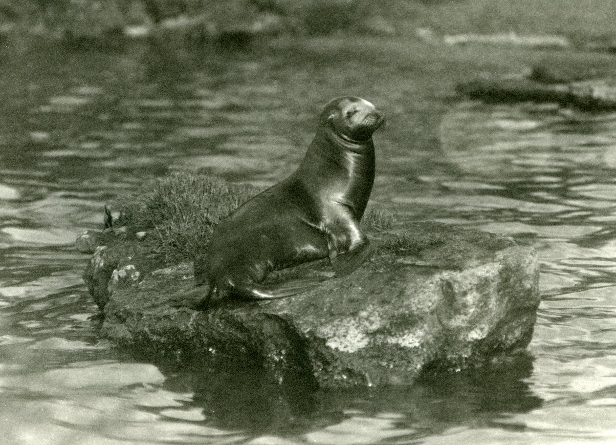 Ett ungt kaliforniskt sjölejon som sitter på en klippa i poolen i London Zoo, oktober 1923 (svartvitt foto) av Frederick William Bond