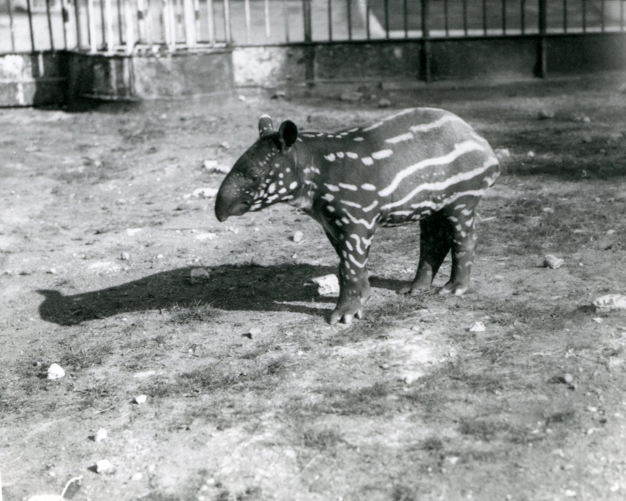 En ung malajisk tapir i Londons zoo, 5 oktober 1921. av Frederick William Bond