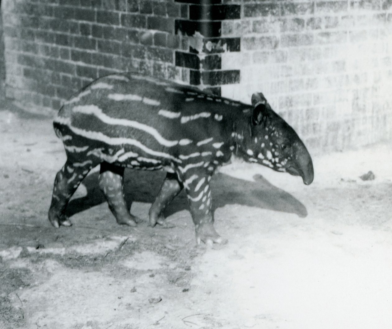 En ung malajisk tapir i Londons zoo, 5 oktober 1921 (svart fotografi) av Frederick William Bond