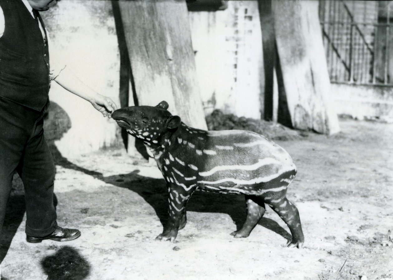 En ung malaysisk tapir med målvakt på London Zoo, 18 oktober 1921 av Frederick William Bond