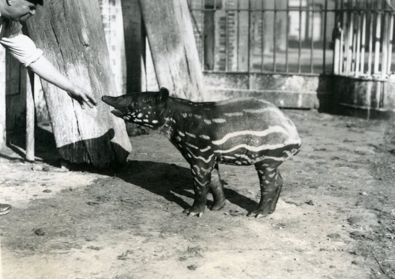En ung malaysisk tapir med målvakt på London Zoo, 18 oktober 1921 av Frederick William Bond