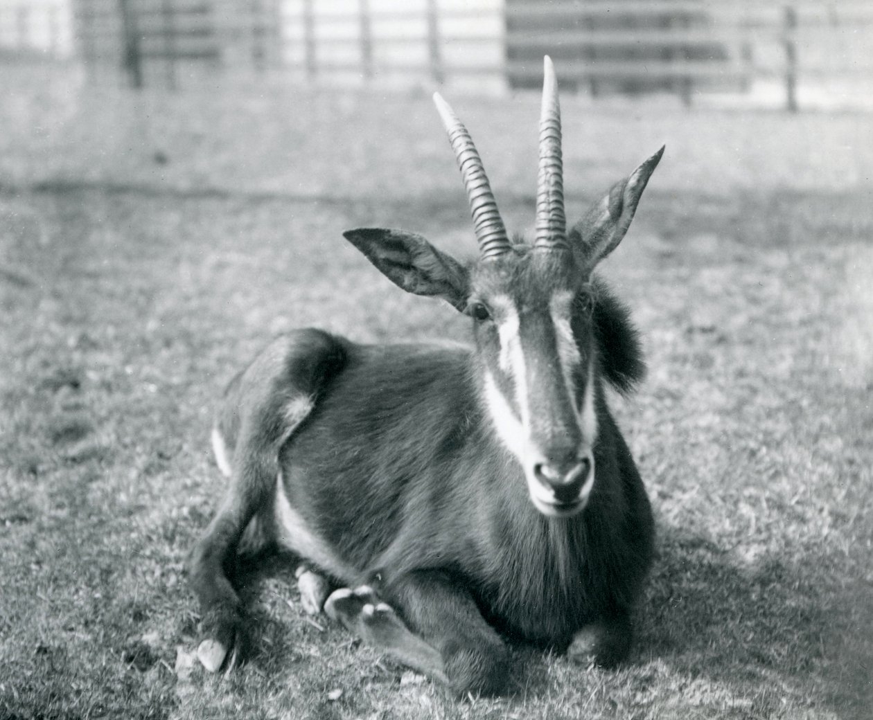 En ung sabelantilop som sitter på London Zoo, ca 1912. av Frederick William Bond