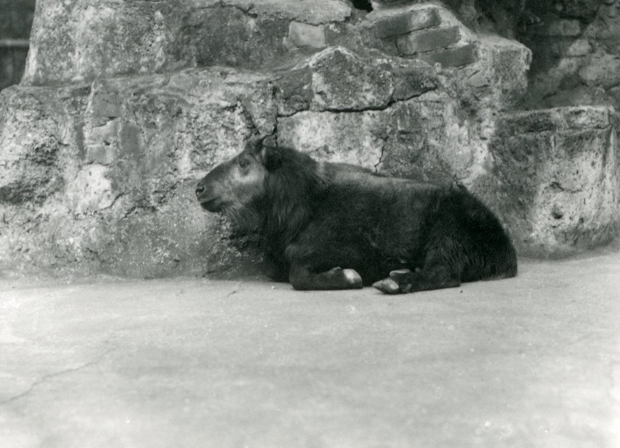 En ung Takin, även känd som Cattle Chamois eller Gnu Goat, London Zoo, april 1923 (svart foto). av Frederick William Bond