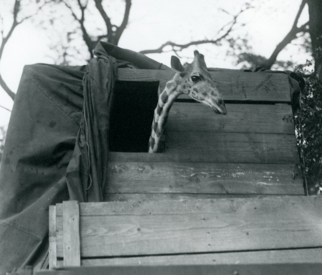 En ung giraff anländer till London Zoo, maj 1923 (bw-foto) av Frederick William Bond
