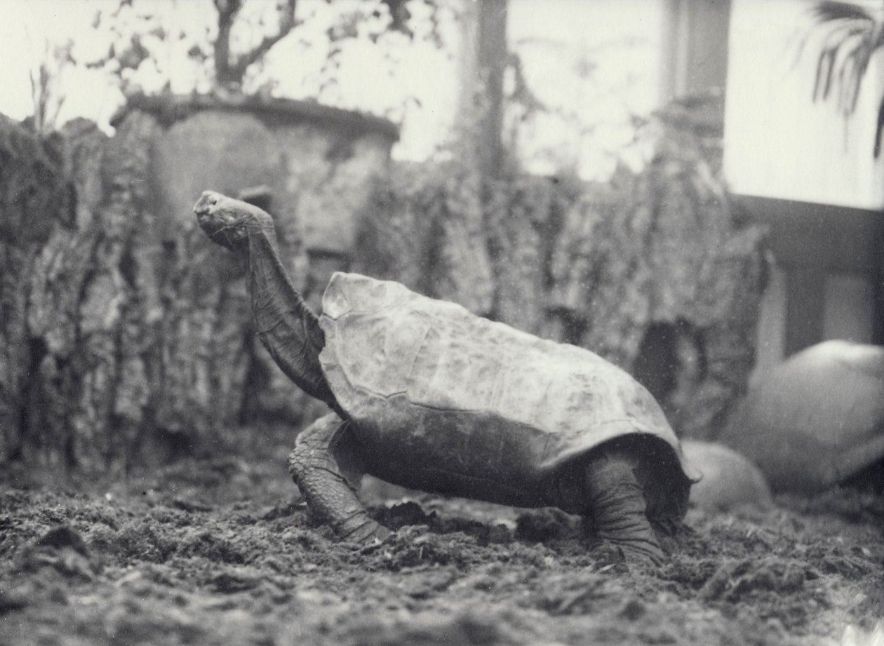 Abingdon Pinta Island Giant Tortoise på London Zoo, mars 1914 av Frederick William Bond
