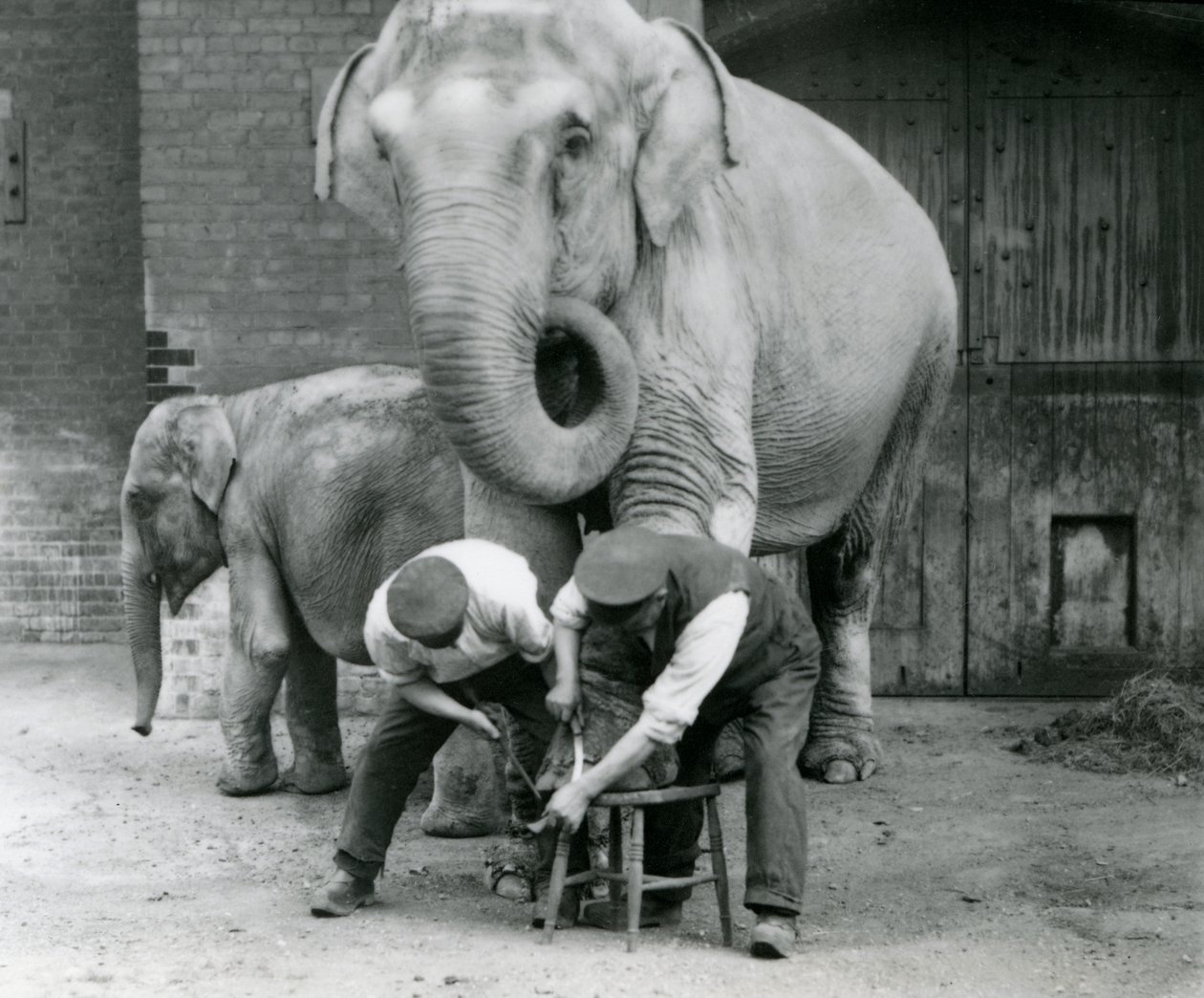 Vuxen indisk elefanthona, Assam Lukhi, med skötaren Charles Eyles, som får sina fötter klippta i London Zoo, september 1923 (svart foto). av Frederick William Bond