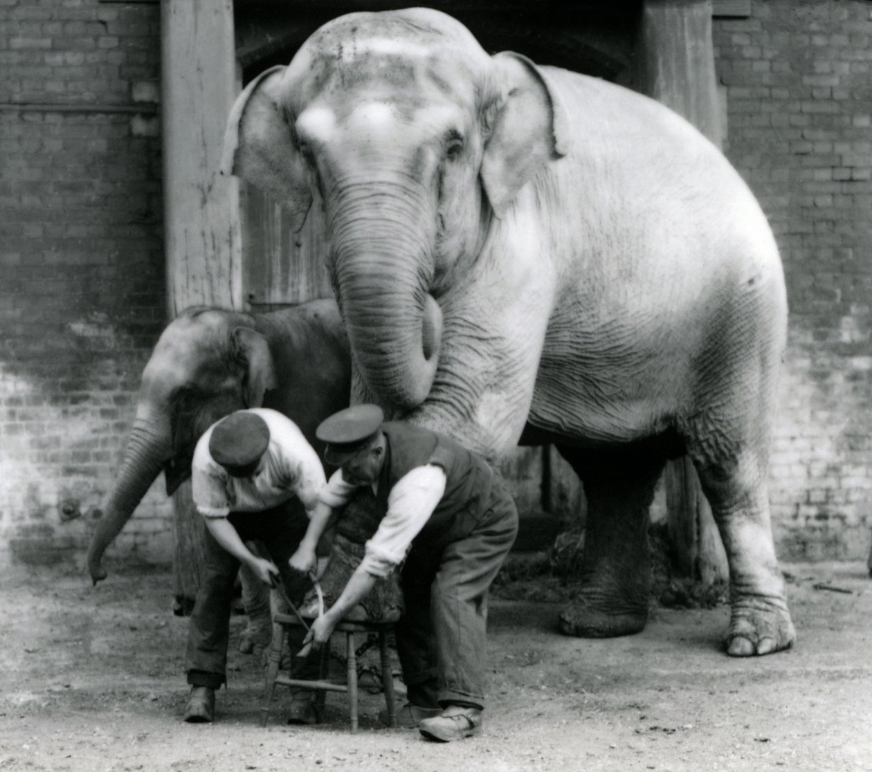 Vuxen indisk elefanthona, Assam Lukhi, med skötaren Charles Eyles, som får sina fötter klippta i London Zoo, september 1923 (svart foto). av Frederick William Bond