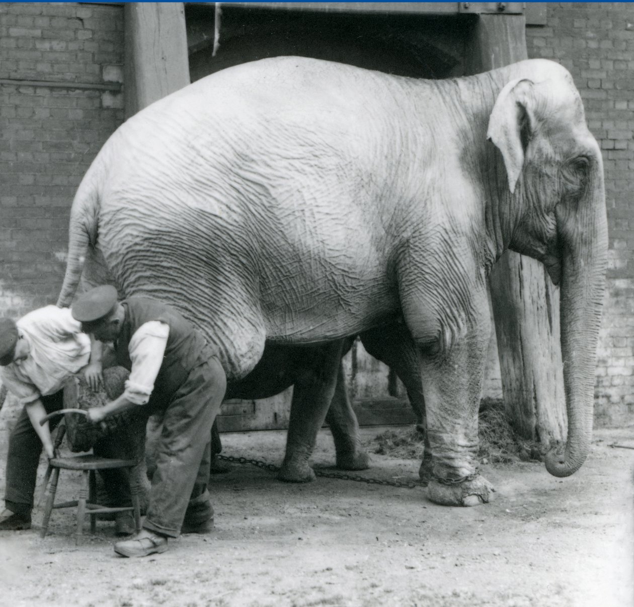 Vuxen indisk elefanthona, Assam Lukhi, med skötaren Charles Eyles, som får sina fötter klippta i London Zoo, september 1923 (svart foto). av Frederick William Bond