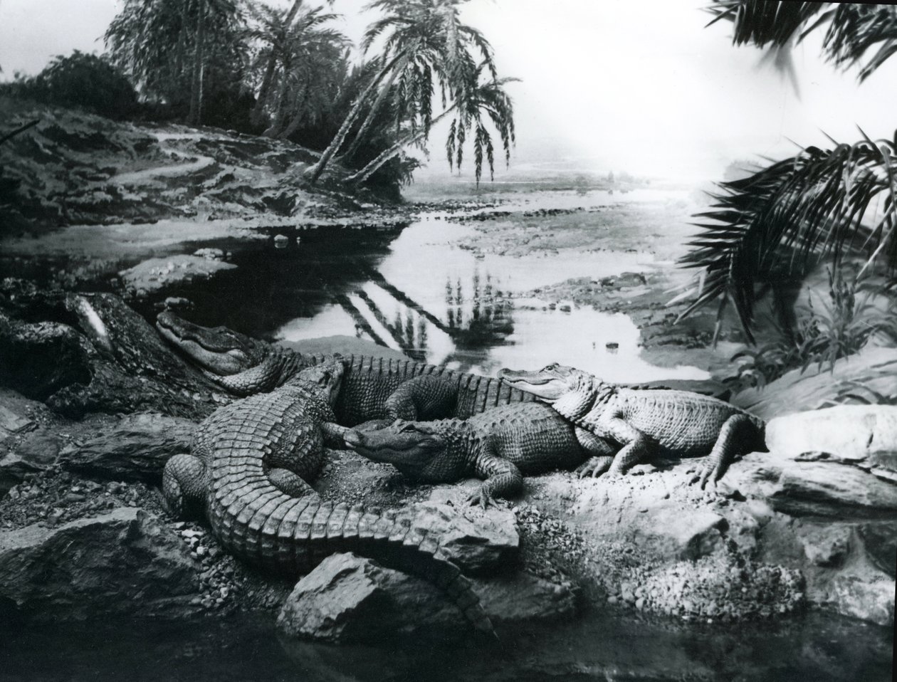 Alligatorer, i panoramamiljö, på London Zoo, 1928 av Frederick William Bond