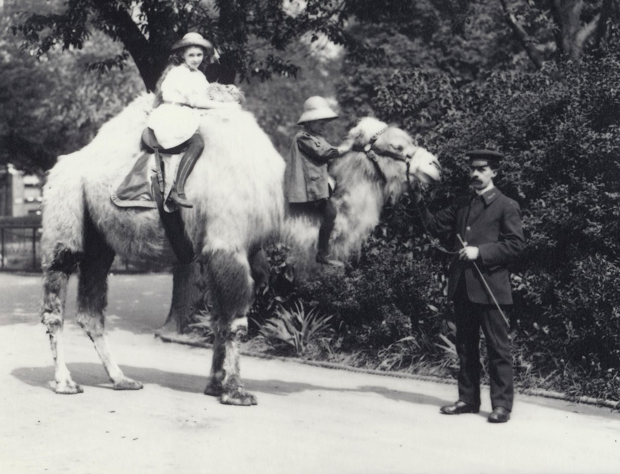 En arabisk kamel med vårdare som rids av två barn, en flicka på kamelens puckel och ett yngre barn på kamelens hals, London Zoo, maj 1914. av Frederick William Bond