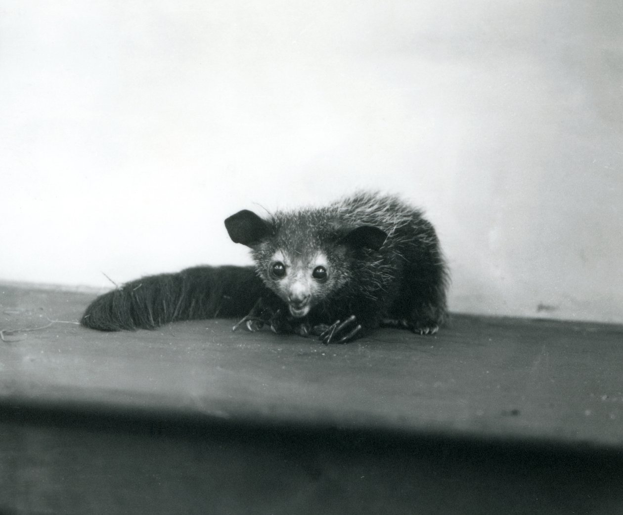 En Aye-aye på London Zoo, oktober 1913 av Frederick William Bond