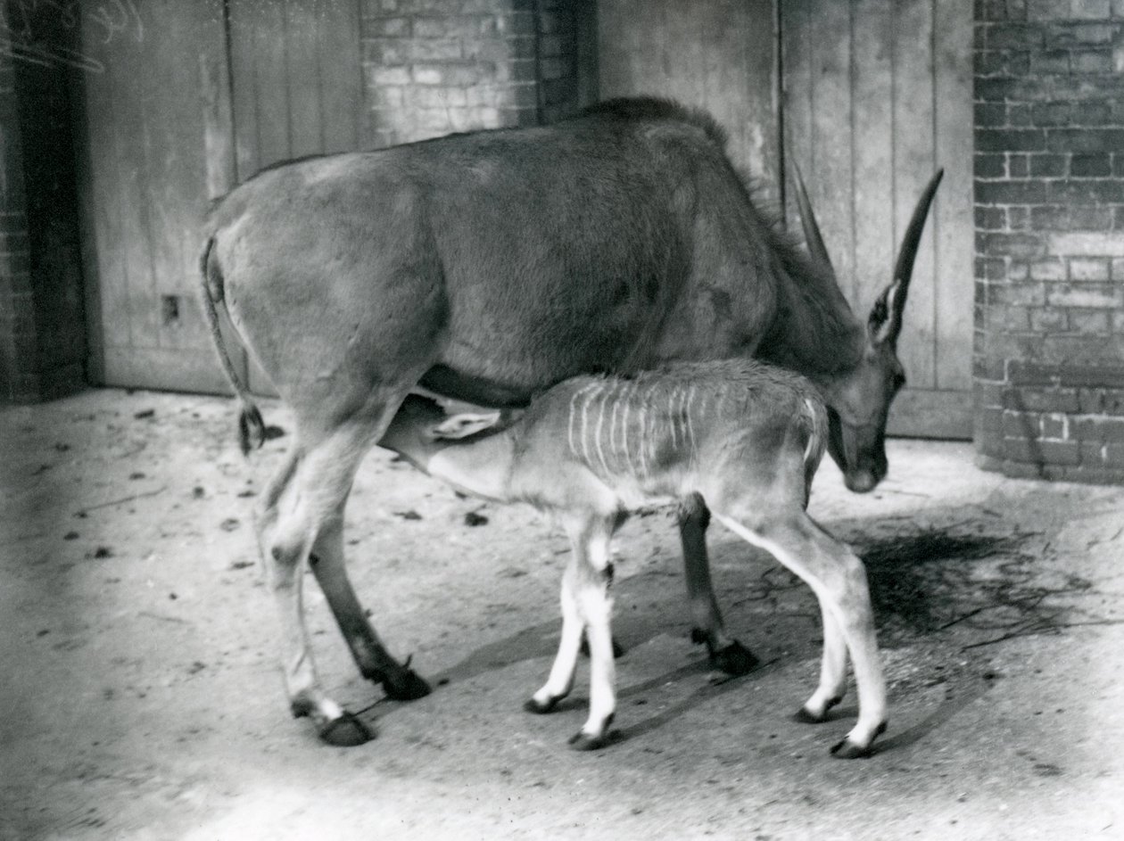 En elandantilop som matar sina ungar på London Zoo, 1920 av Frederick William Bond