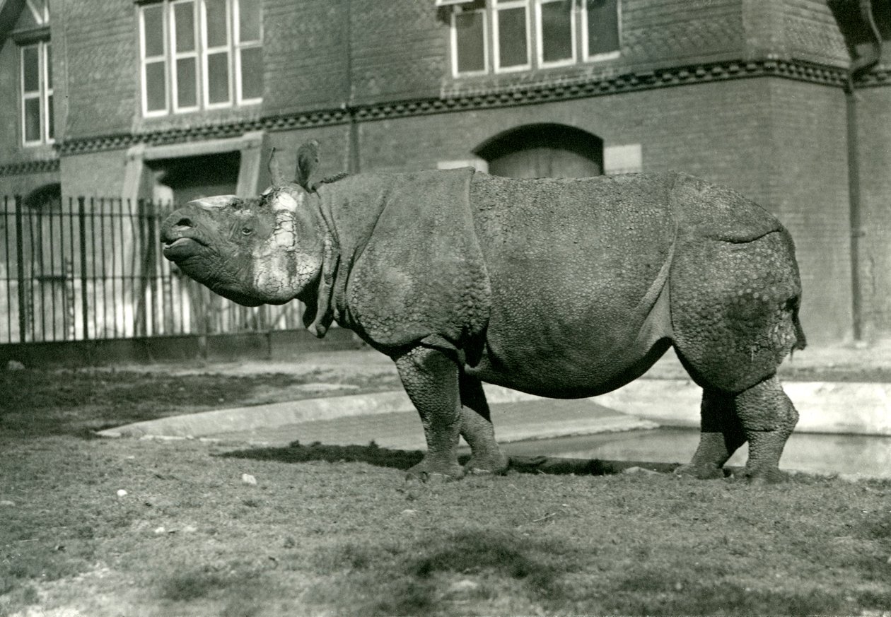 En indisk noshörning i London Zoo, oktober 1922 av Frederick William Bond