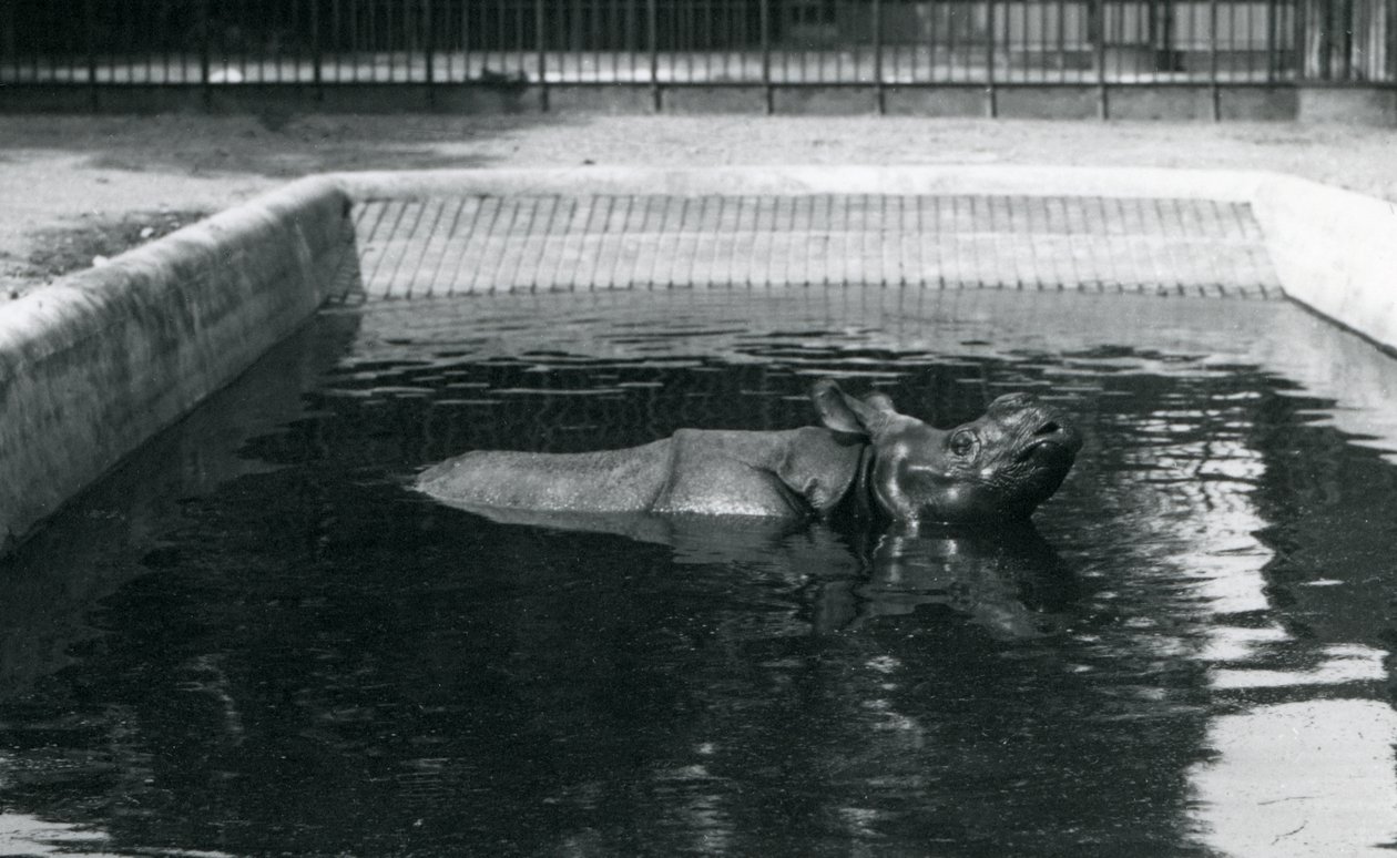 En indisk noshörning i sin bassäng i London Zoo, juli 1914. av Frederick William Bond
