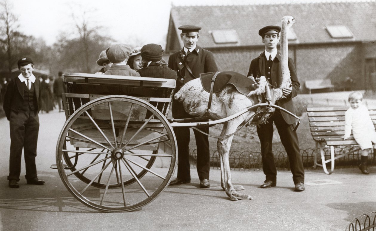 En strutsvagnstur med barn och skötare George Blore och William Dexter på London Zoo, ca 1913 av Frederick William Bond