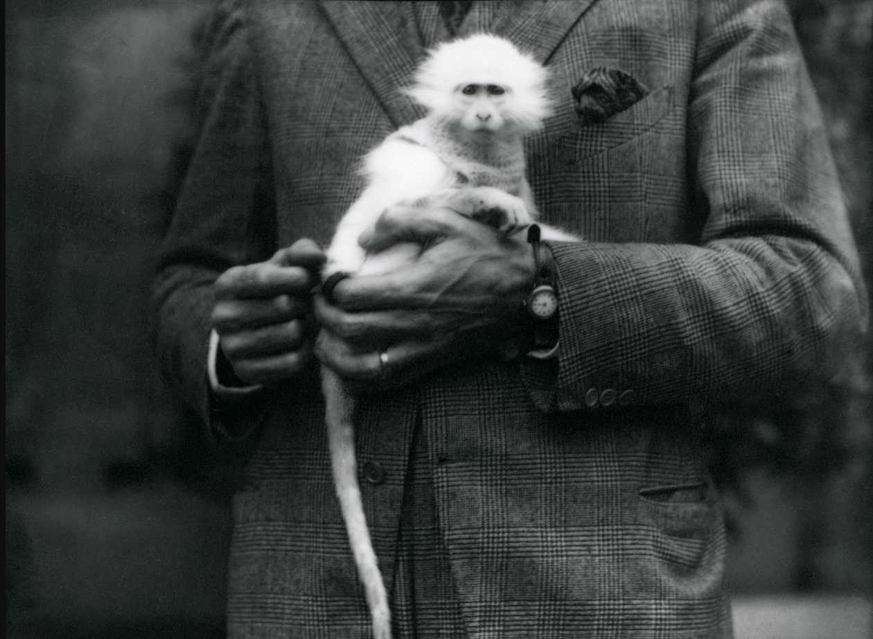 En albino Old World Monkey, släktet Ceropithecus, hålls i London Zoo, juli 1922 av Frederick William Bond