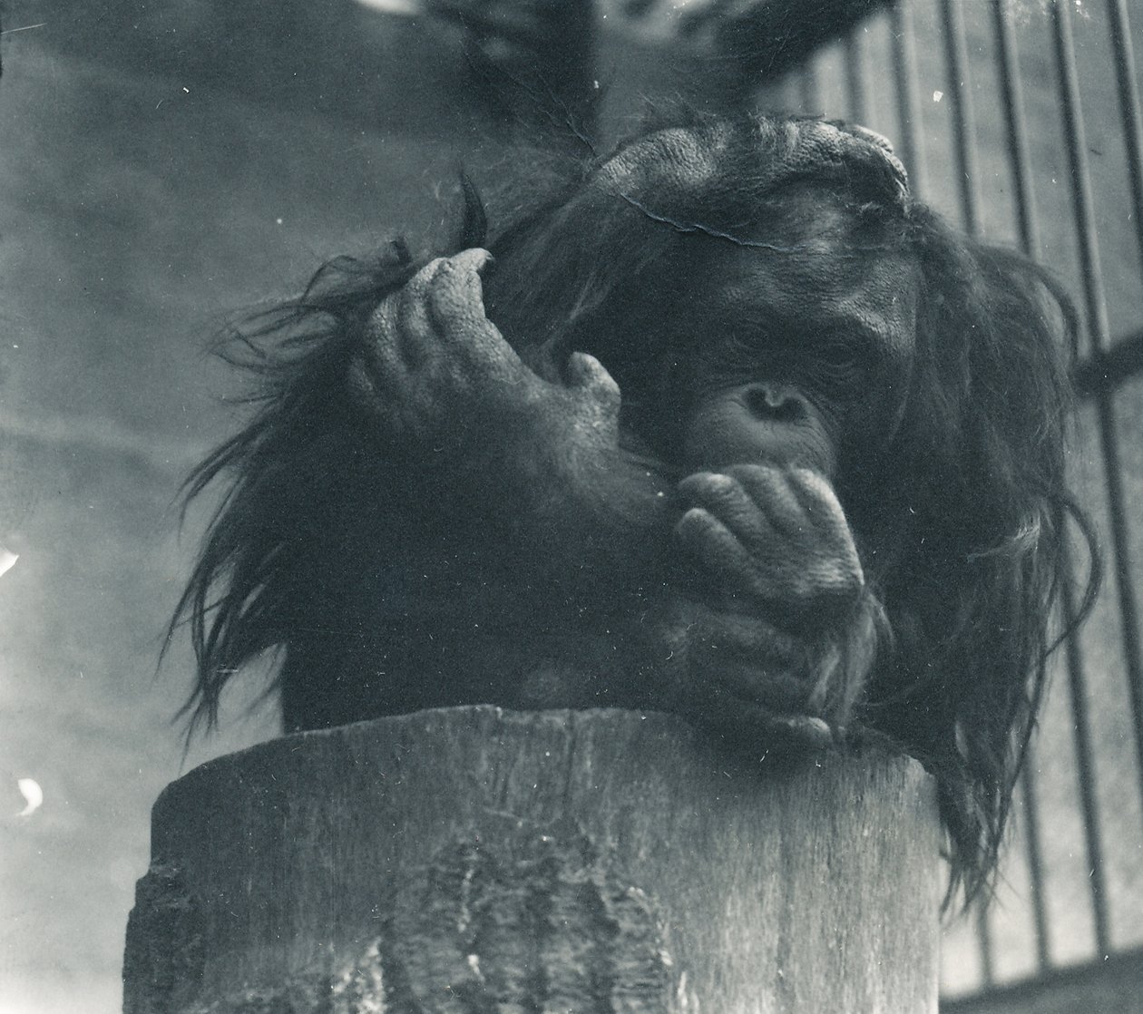 En orangutang på ZSL London Zoo, april 1923 av Frederick William Bond