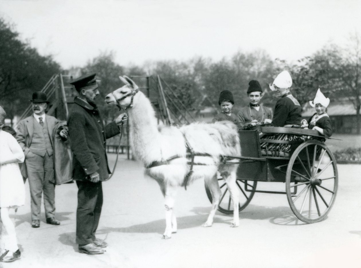 Armeniska besökare åker i en lamavagn på London Zoo, maj 1923 (bw-foto) av Frederick William Bond
