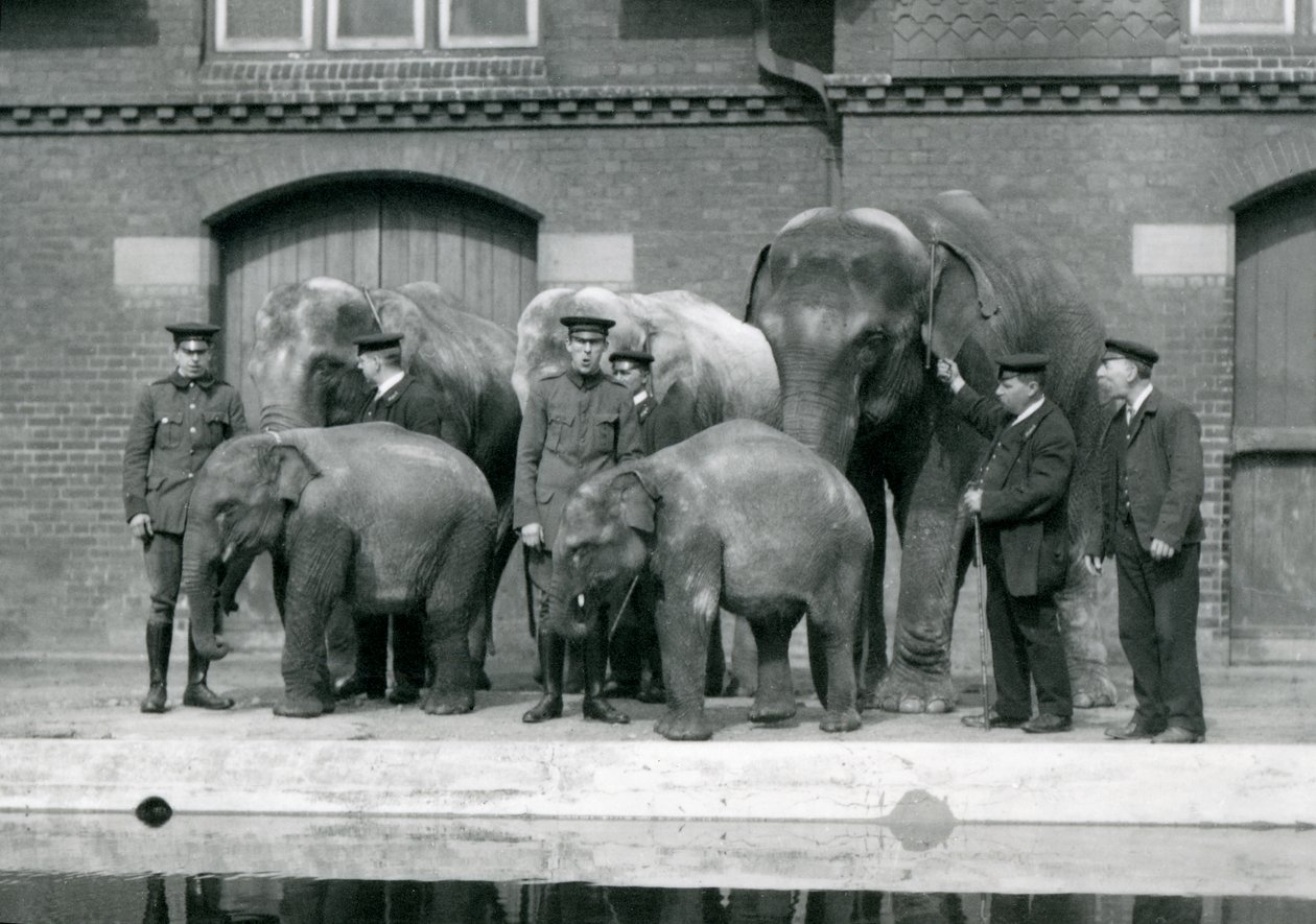 Asiatiska elefanter med sina skötare, däribland Charles Eyles, i London Zoo, april 1914. av Frederick William Bond