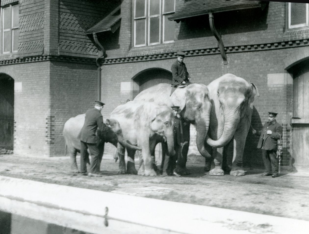 Asiatiska elefanter, två vuxna och två unga, med sina djurhållare på London Zoo, före 1930 (bw-foto) av Frederick William Bond