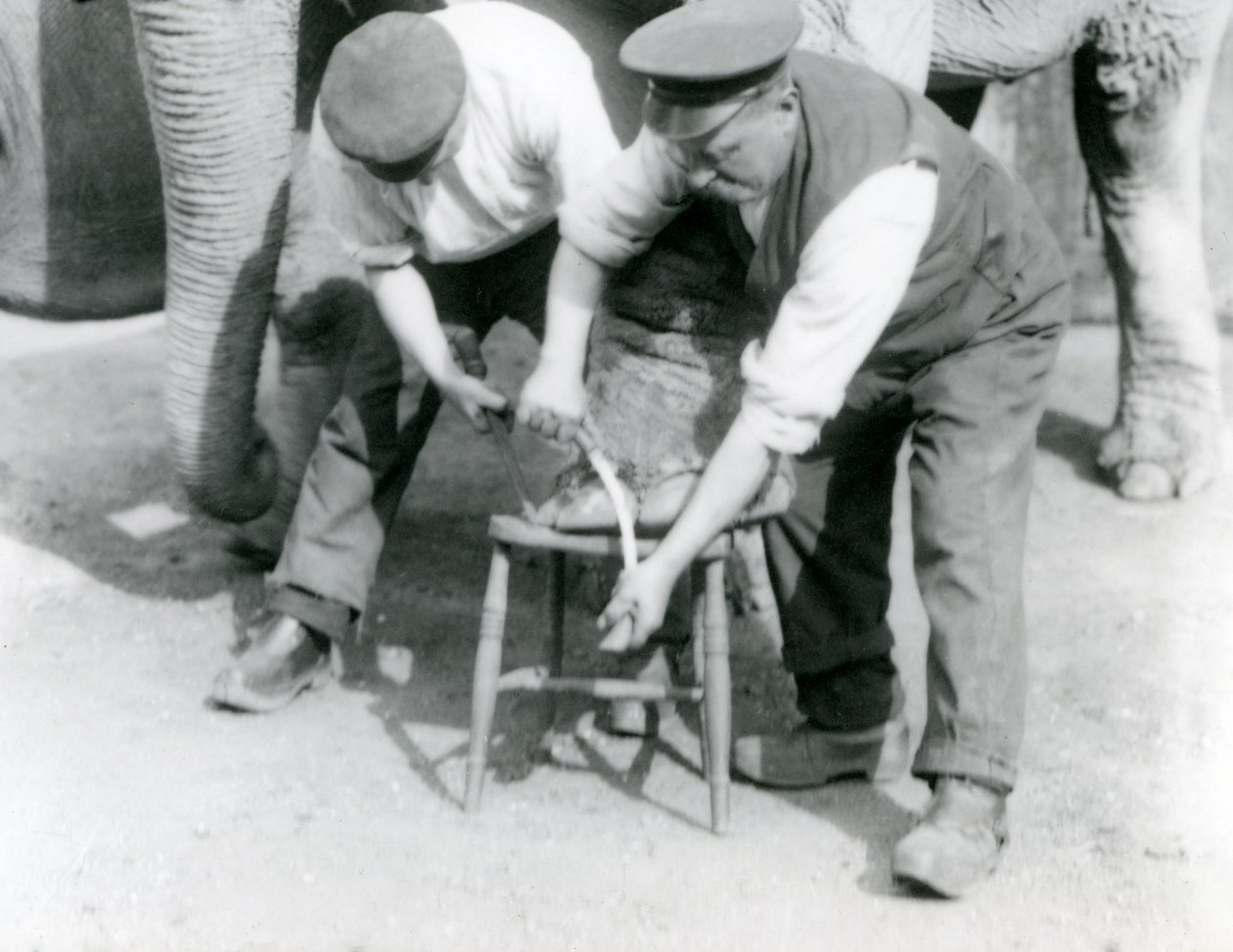 Indisk elefantbebis och vuxen indisk elefanthona, Assam Lukhi, som tillsammans med djurskötaren Charles Eyles får sina fötter klippta i London Zoo, september 1923 (svart foto). av Frederick William Bond