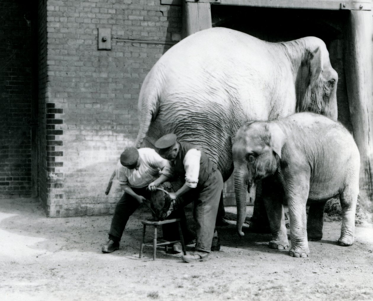 Indisk elefantbebis och vuxen indisk elefanthona, Assam Lukhi, som tillsammans med skötaren Charles Eyles får sina fötter klippta i London Zoo, september 1923 (svart foto). av Frederick William Bond