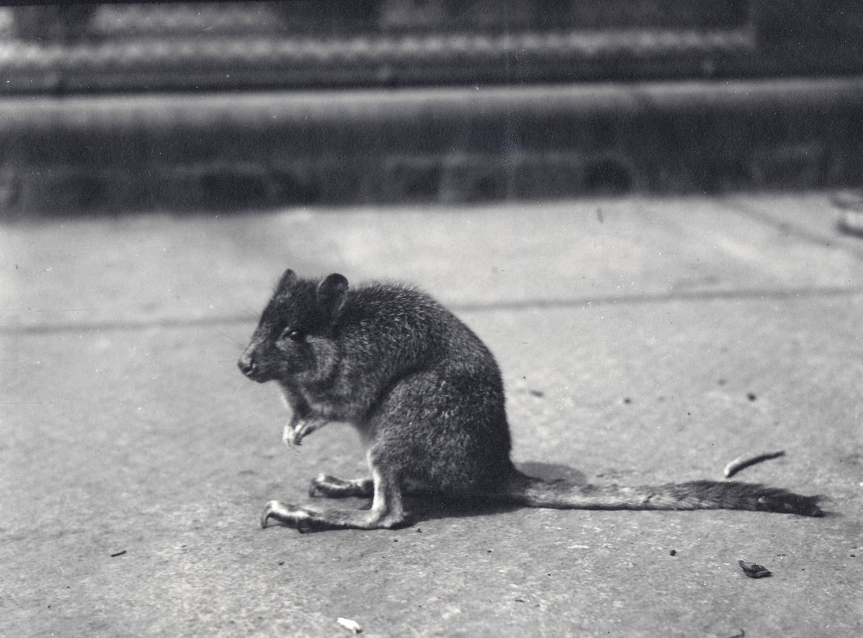 Brush-tailed rock-wallaby i London Zoo, juni 1916. av Frederick William Bond