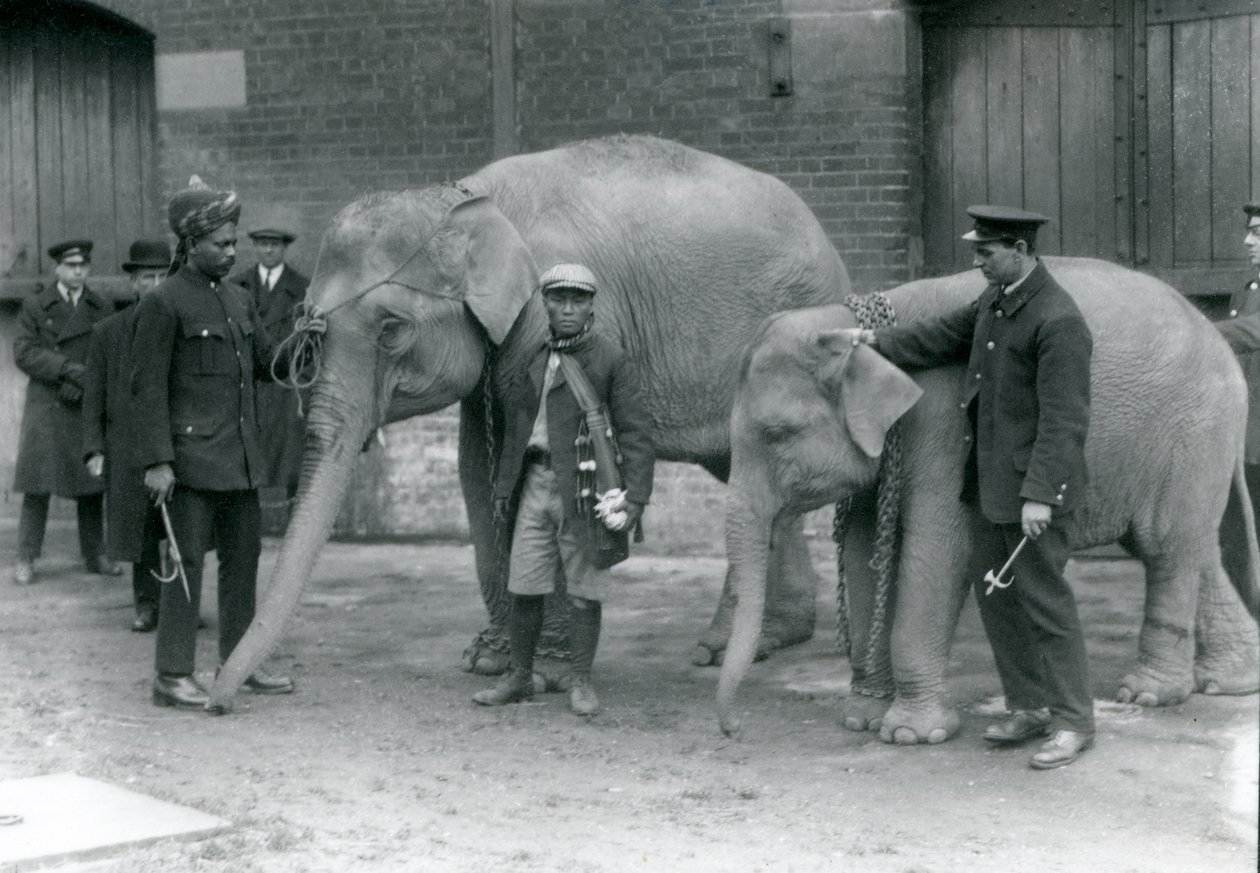 Burmesiska elefanter med målvakt, Jack Milbourne, Syed Ali (vänster) och San Dwe (mitten), London Zoo, maj 1923 (bw foto) av Frederick William Bond