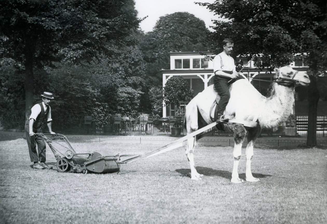 Kamelgräsklippare, ridit av trädgårdsmästaren Fred Perry på London Zoo, 1913 av Frederick William Bond