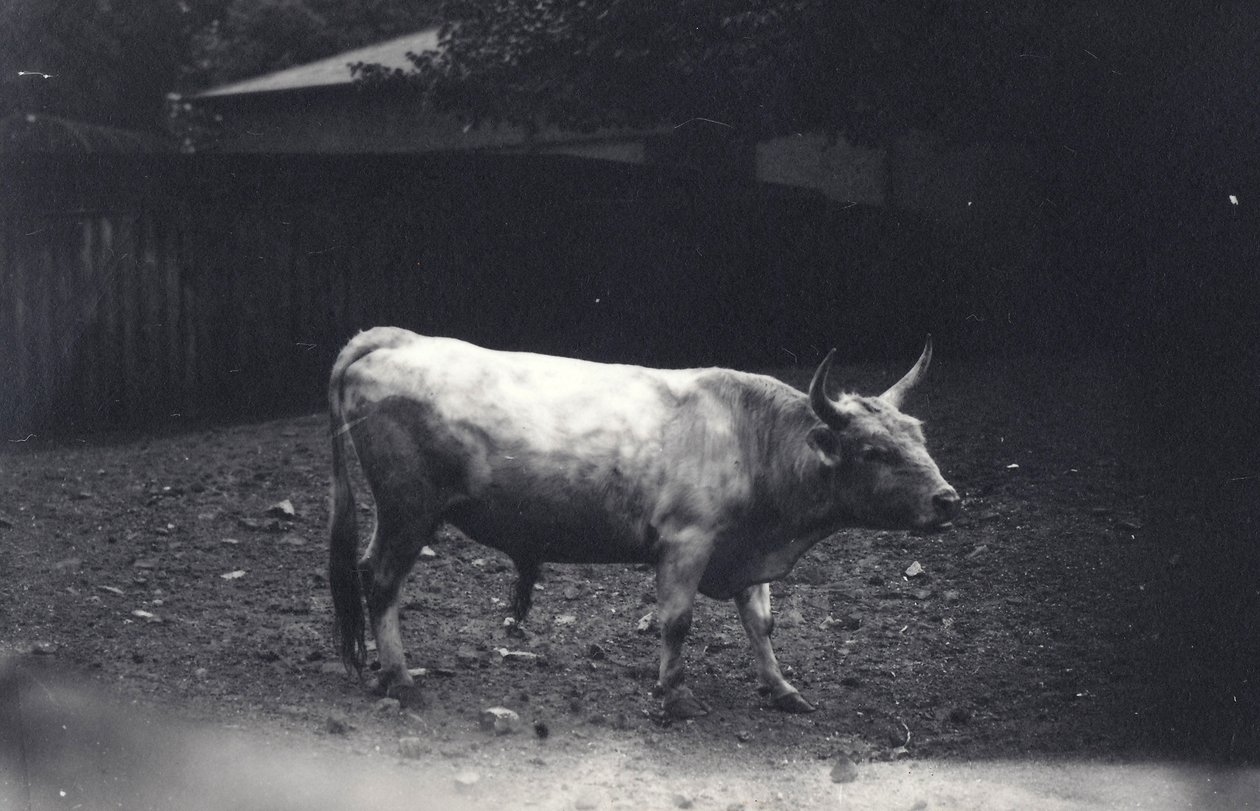 Chillingham-tjur på London Zoo, juni 1917 av Frederick William Bond