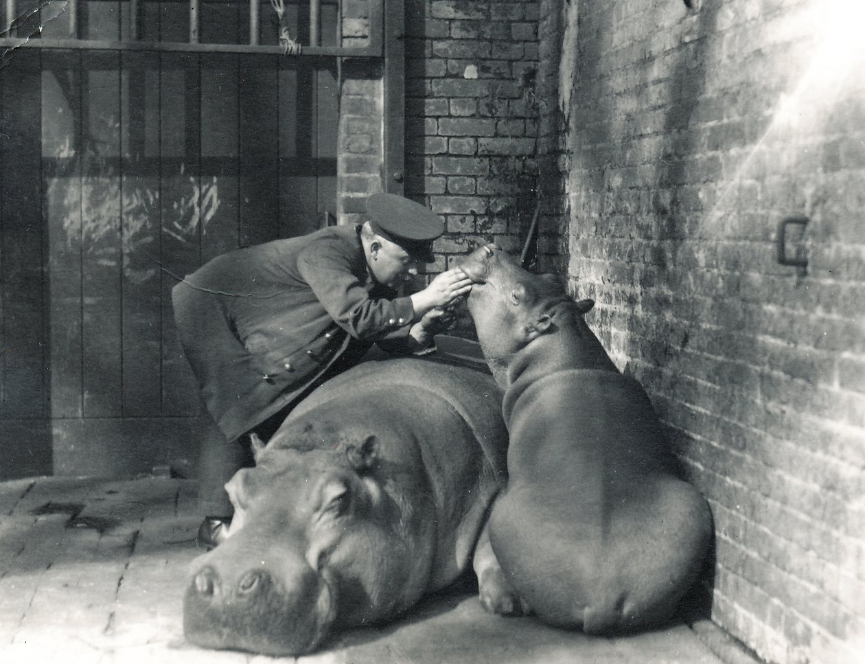 Vanliga flodhästar Jean och Jimmy med målvakten Ernie Bowman, på ZSL London Zoo, mars 1927 av Frederick William Bond