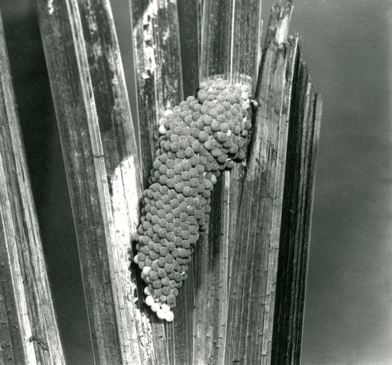 Ägg av den kanaliserade äpplesnigeln i London Zoo, september 1923 (svartvitt foto) av Frederick William Bond