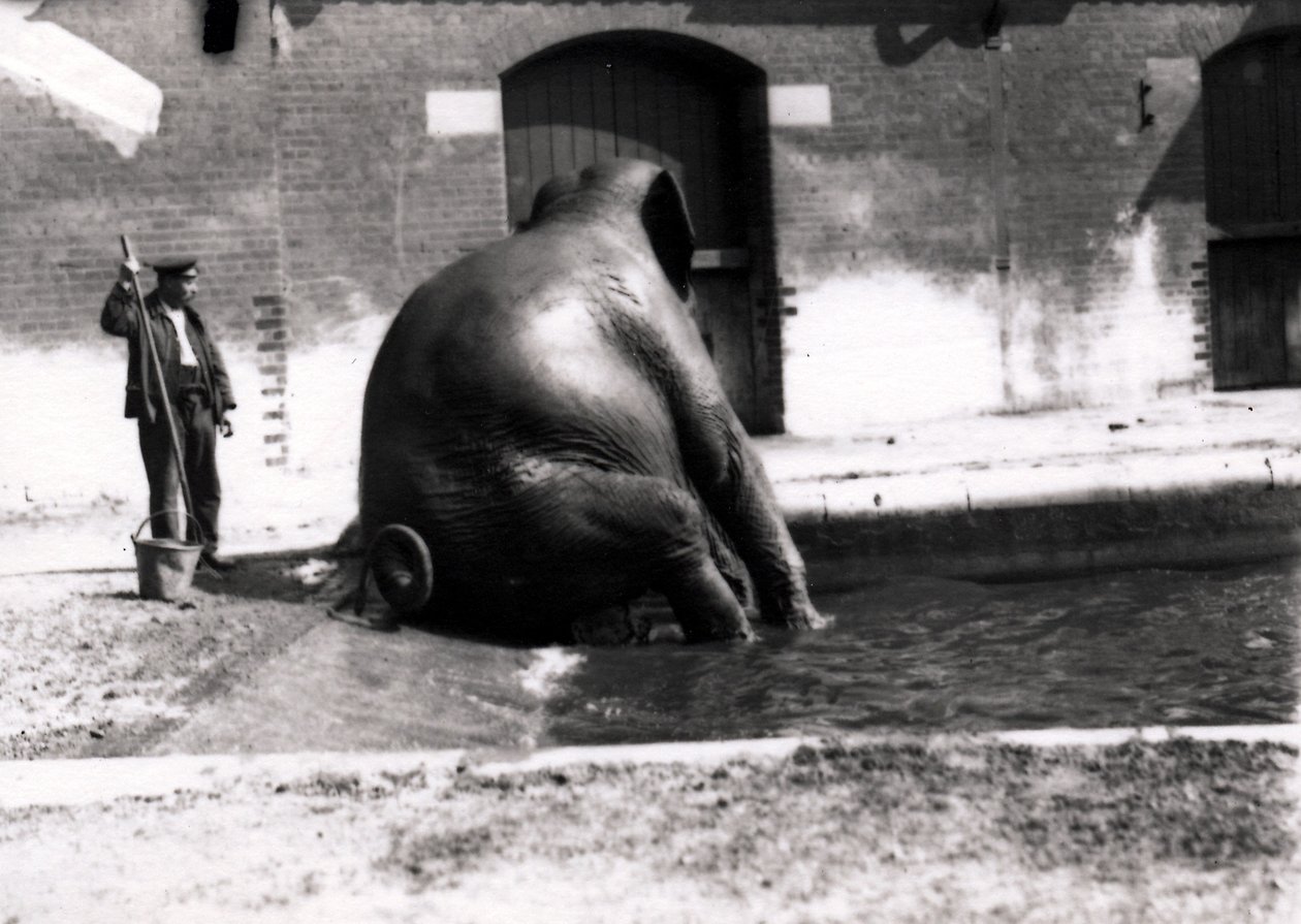 Elefantbad av Frederick William Bond