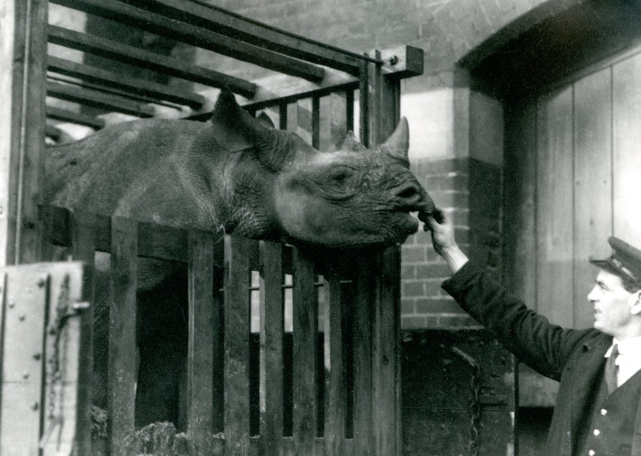 Eliza en svart noshörning tar mat ur handen på sin djurhållare när hon anlände till London Zoo, 1923 (bw foto) av Frederick William Bond