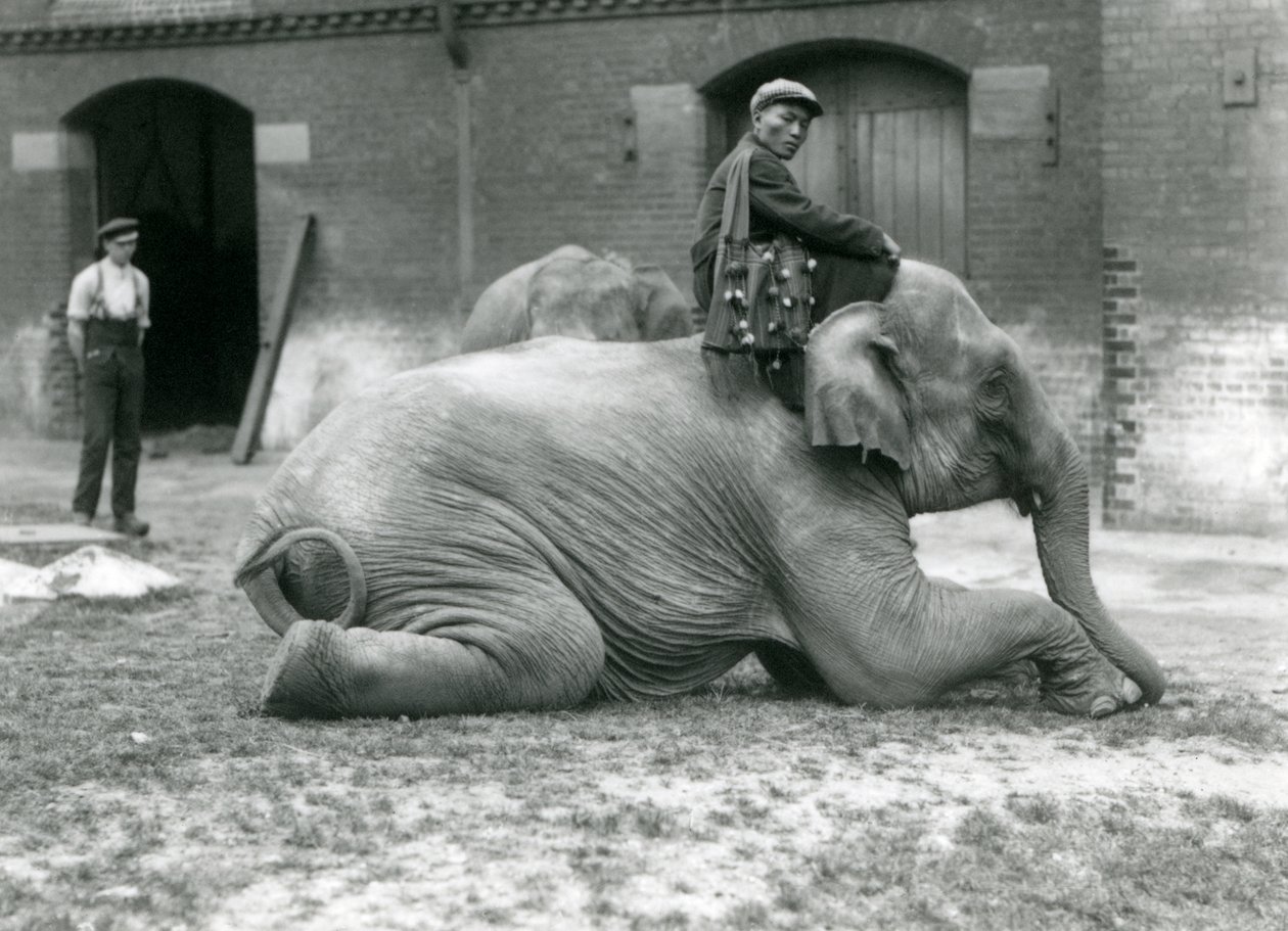 Burmesisk elefanthona Mo Gay Ko med tränare Law Wee Lee utanför elefanthuset med en djurskötare och en annan elefant i bakgrunden, London Zoo, 1923 (svart foto) av Frederick William Bond