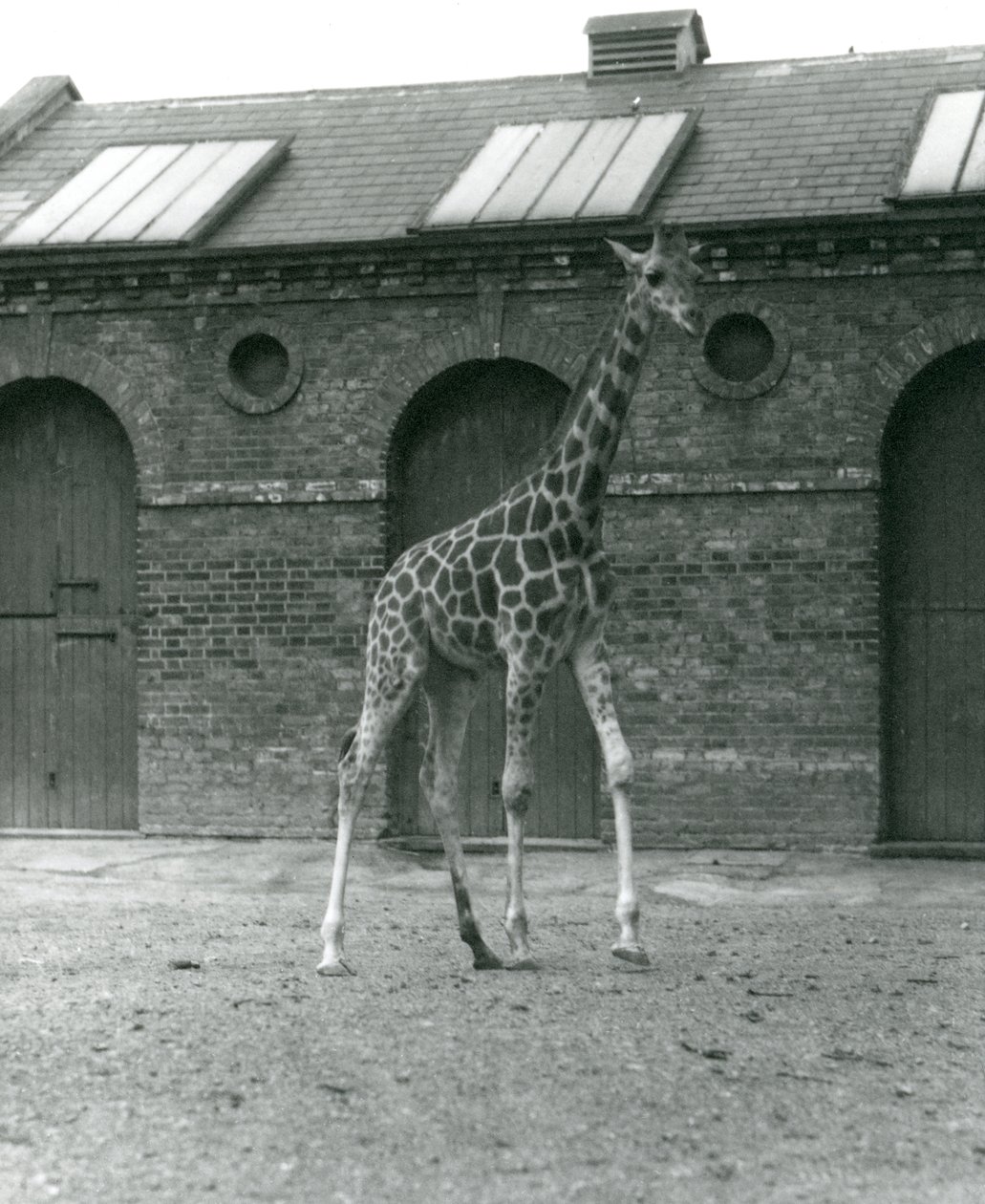 Giraffhonan Maud, stående i hagen utanför giraffhuset, London Zoo, 1923 (svart fotografi) av Frederick William Bond