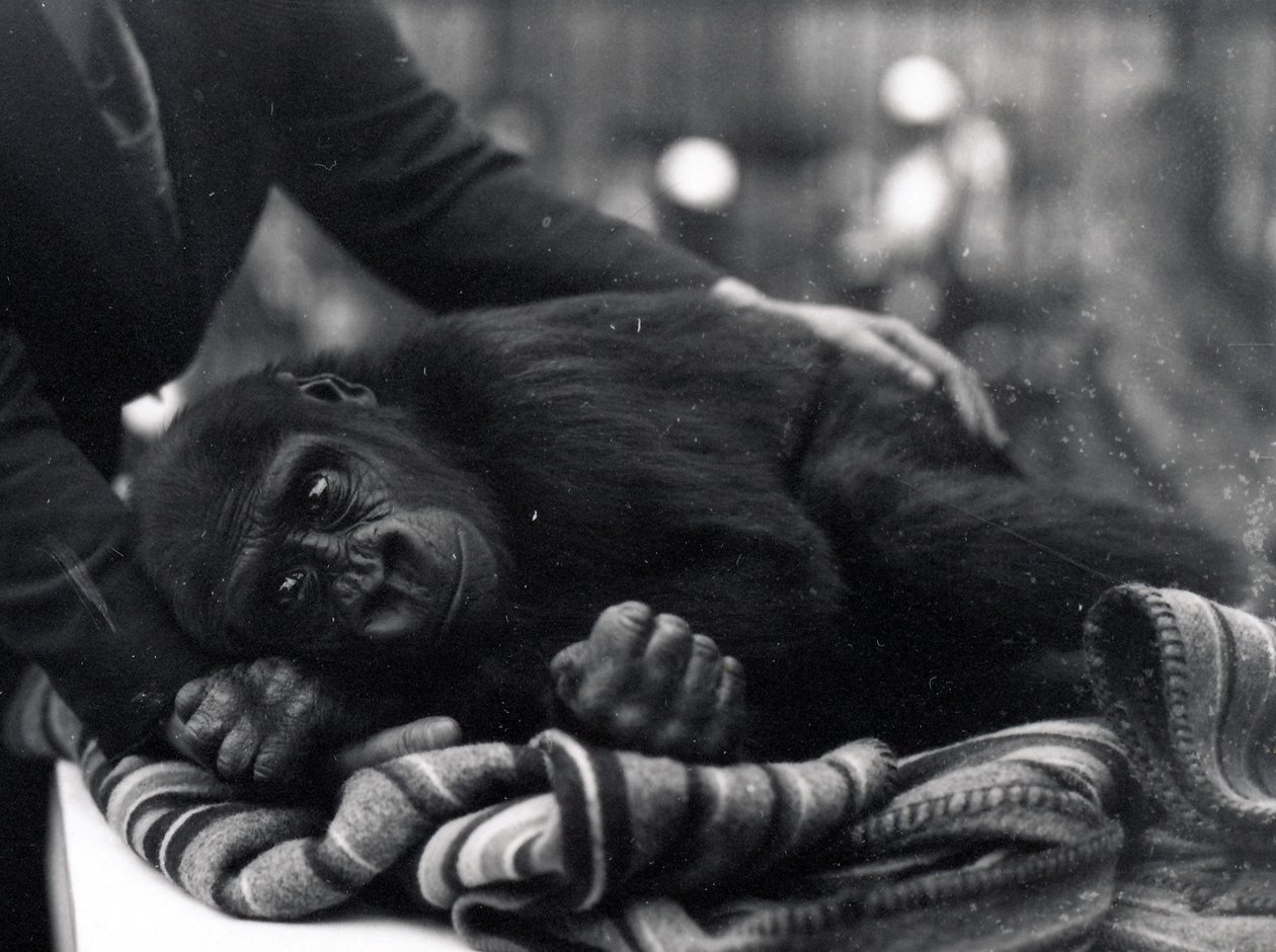 Femårig gorilla som ligger ner och blir tröstad av en djurhållare av Frederick William Bond