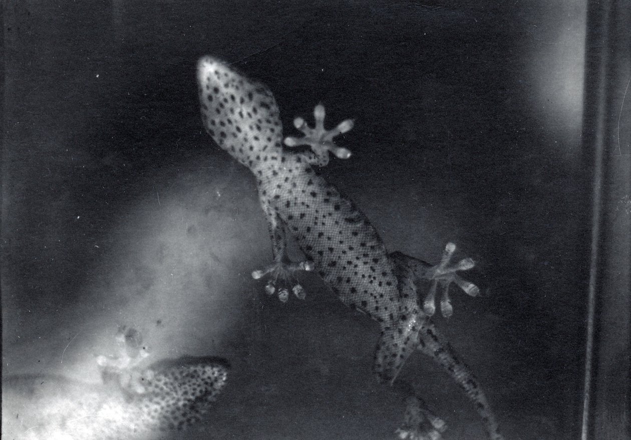 Gecko på glas av Frederick William Bond