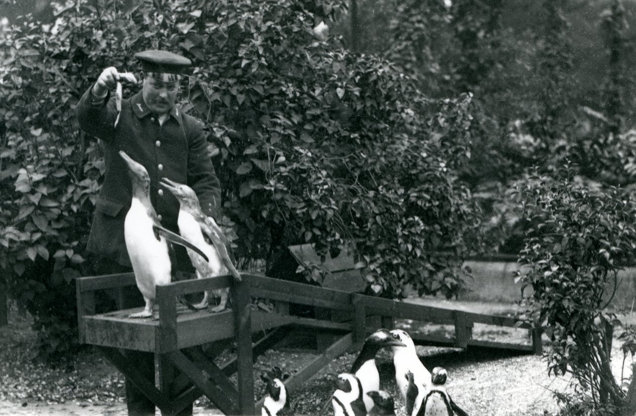Gentoo Penguins, på sin hoppbräda, matas med fisk av djurhållaren Albert White, medan Black-Footed Penguins tittar på, London Zoo, 1914 av Frederick William Bond