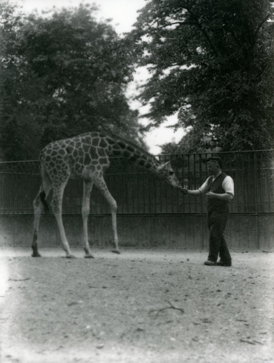 Giraffen "Maud" som äter från djurskötarens hand, London Zoo juni 1953. av Frederick William Bond