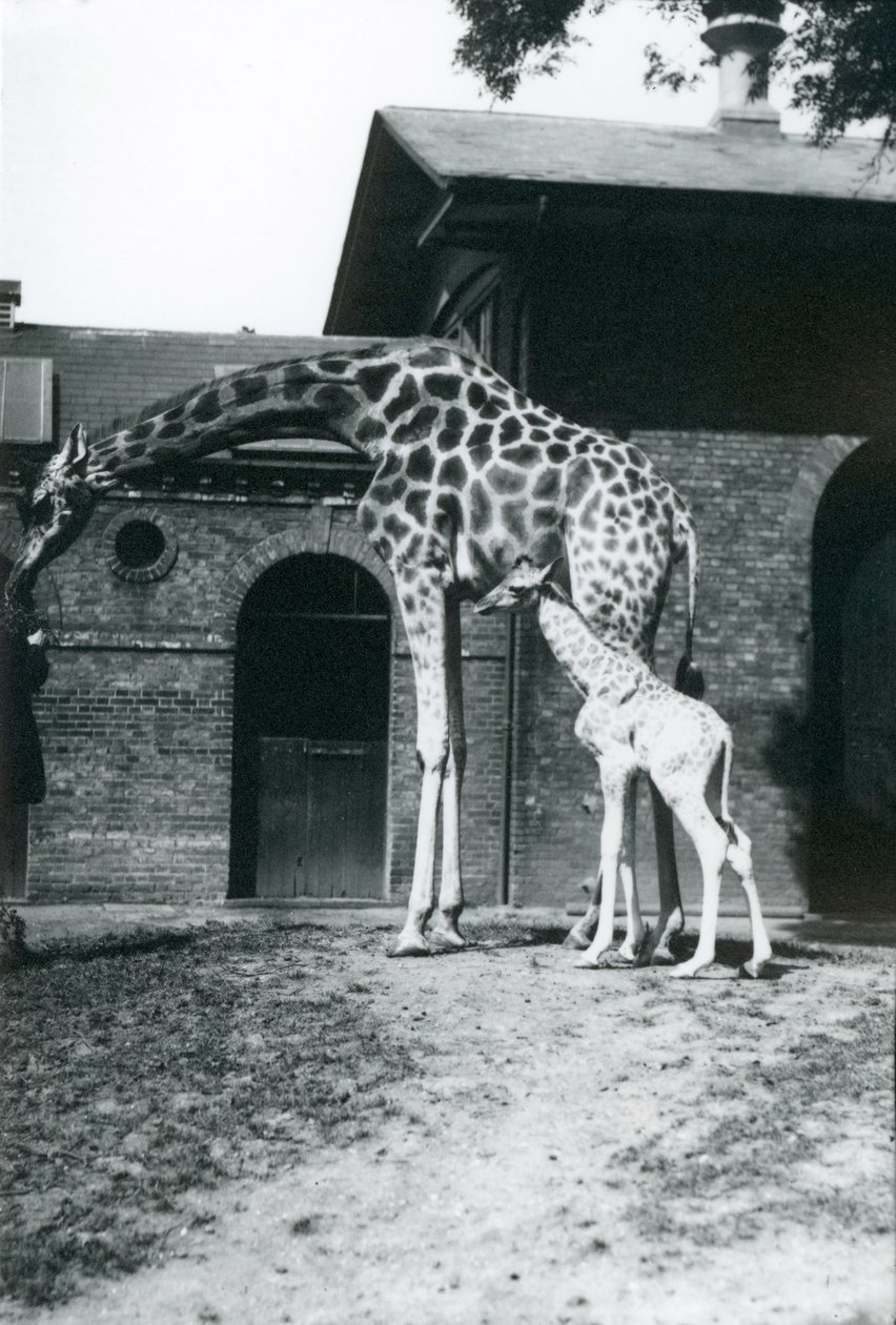 Giraff med 3 dagar gammal bebis och skötare på London Zoo, 1914. av Frederick William Bond