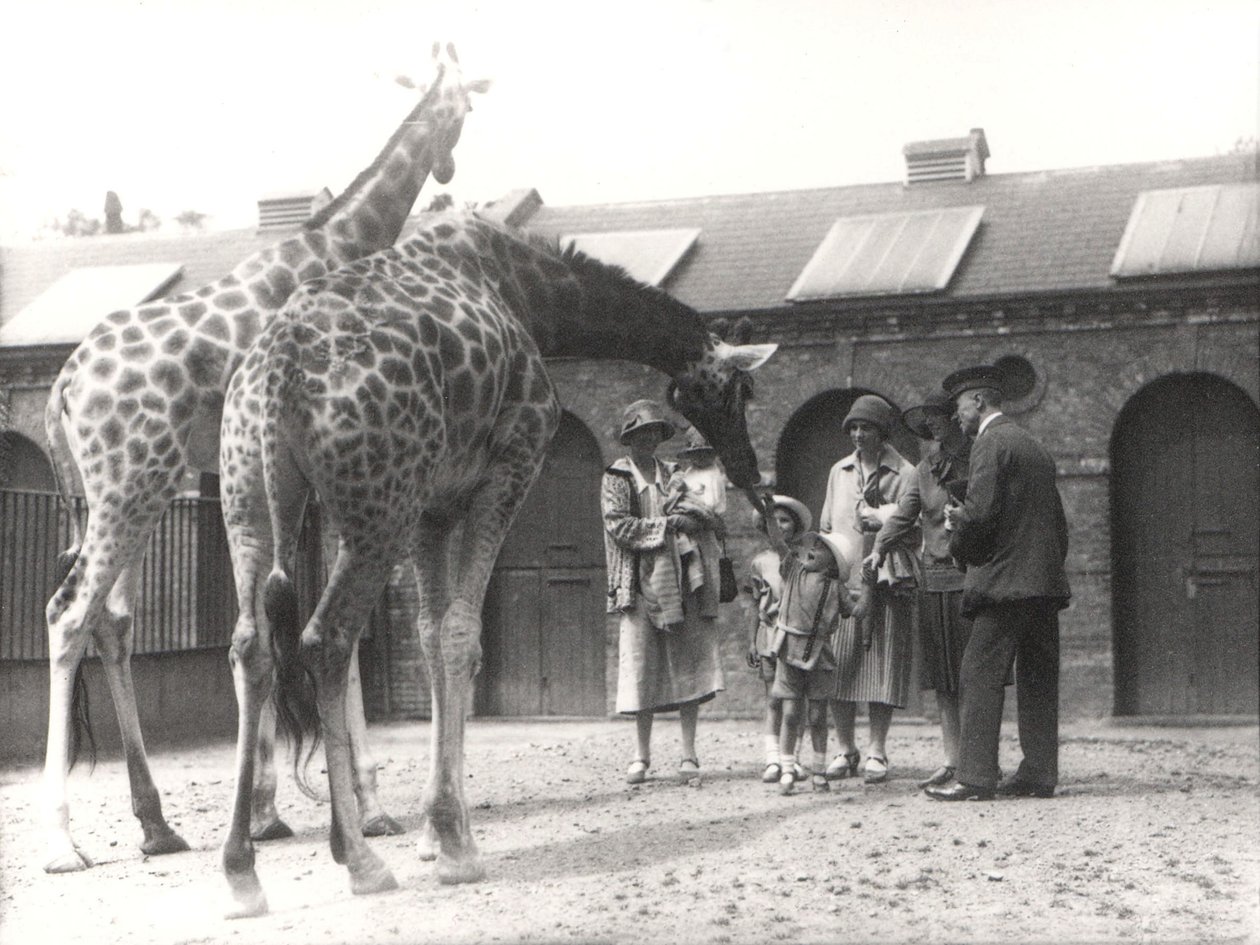 Giraffer och besökare på ZSL London Zoo, från juli 1926 av Frederick William Bond