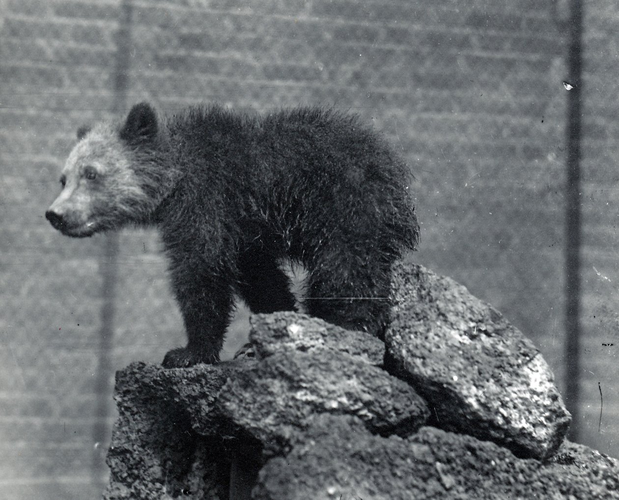 Grizzlybjörnsunge av Frederick William Bond