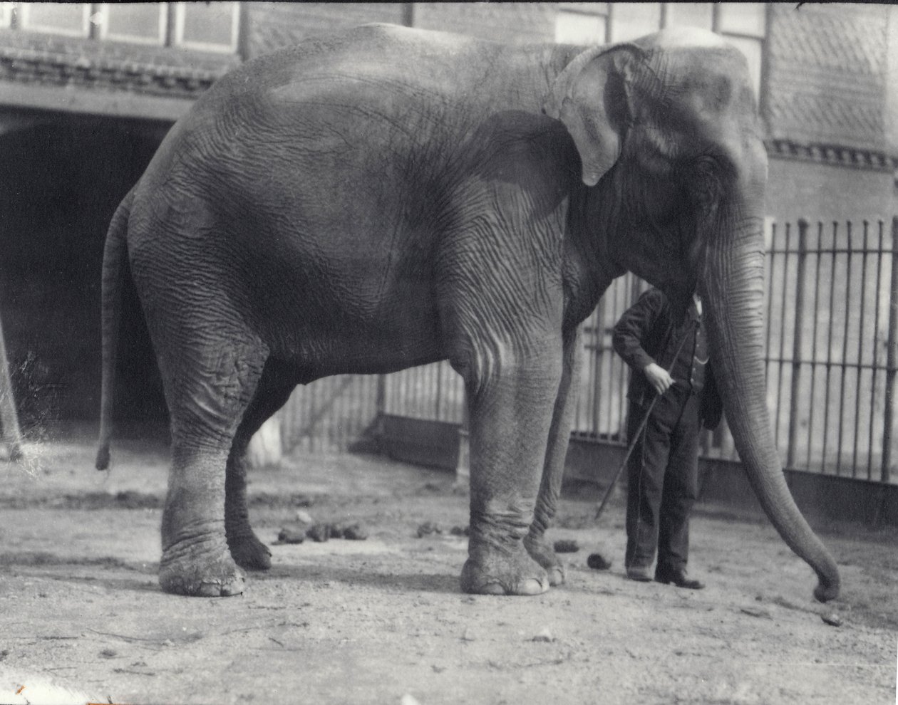 Indisk elefant, Assam Lukhi, med målvakt på London Zoo, april 1914 av Frederick William Bond